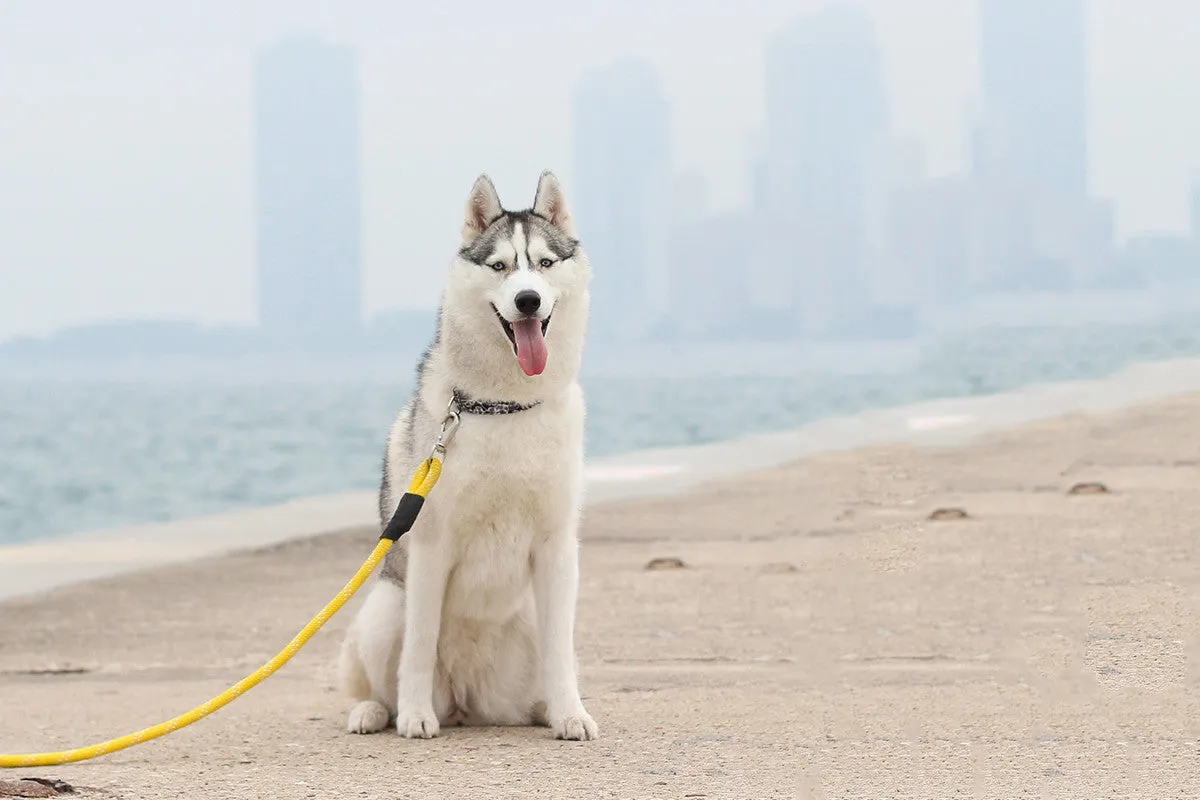 Climbers Original Leash - Yellow